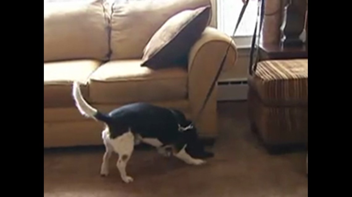 Dog Helps Sniff Out Bed Bugs