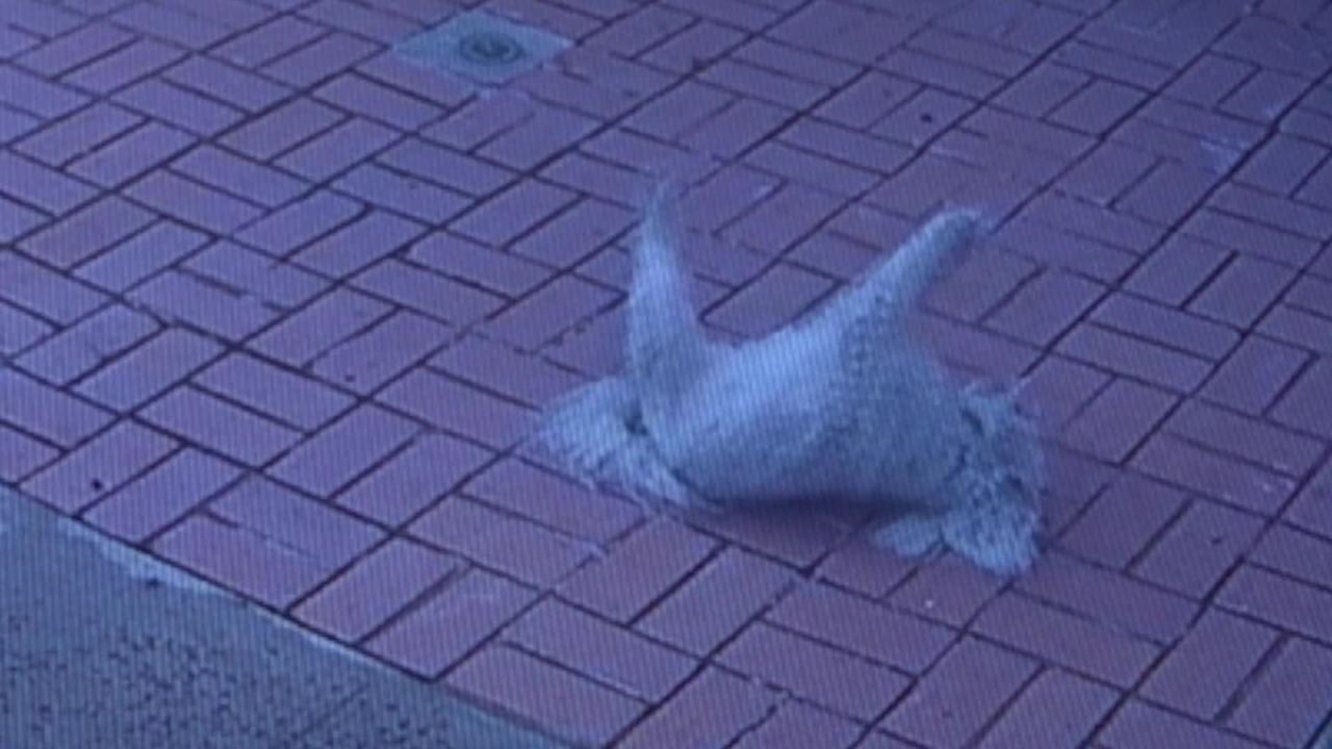 Video shows mail carrier routinely pepper spraying dog