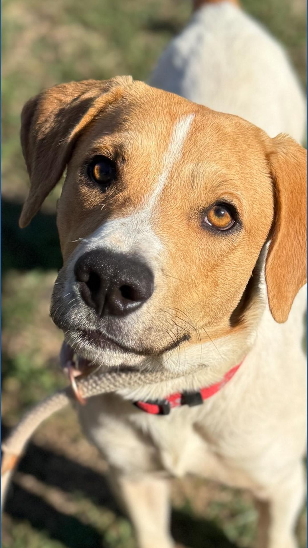 Franklin County Dog Shelter & Adoption Center reduces adoption fees ...