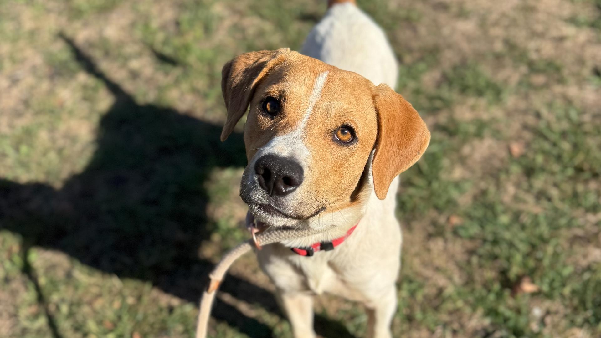 Franklin County Dog Shelter & Adoption Center reduces adoption fees