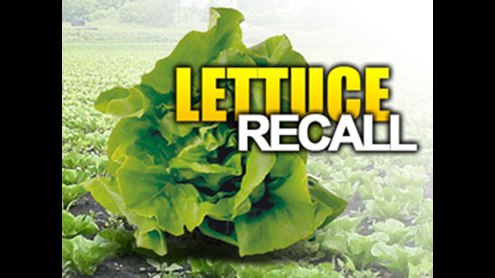 Recalled Lettuce Linked To Columbus E. coli Cases