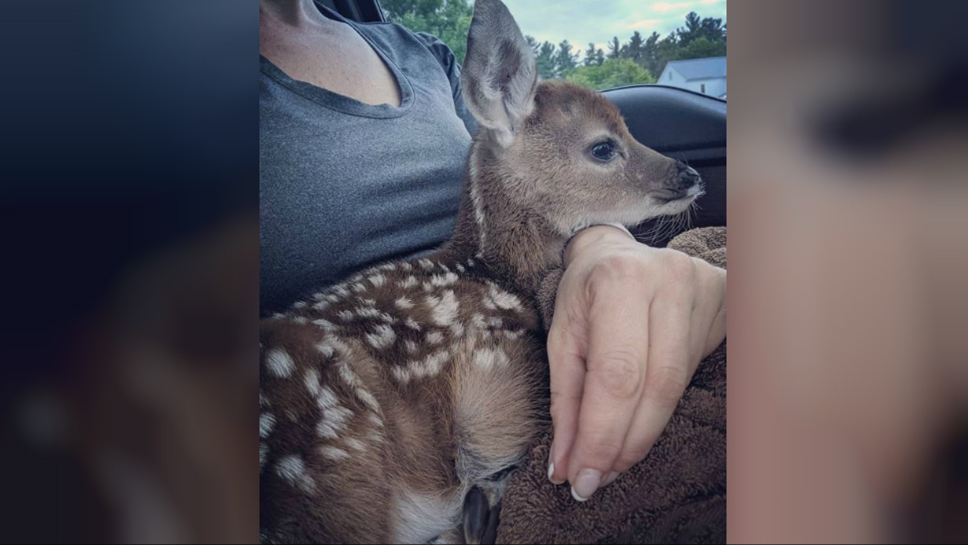 Baby deer found crying next to mother that was hit and killed by car