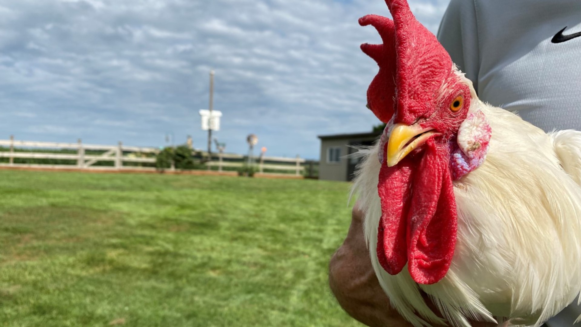 After weeks of tracking his every move on social media, the residents of Plain City gave Harold the rooster a new place to call home.