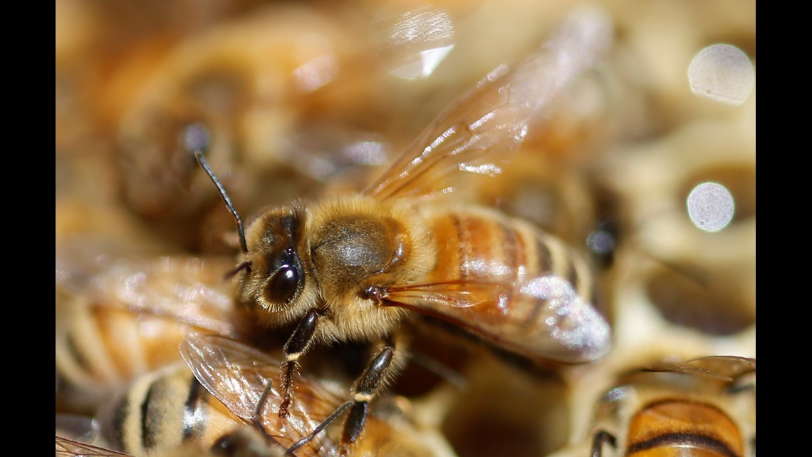 Alachua County beekeepers struggle against mites