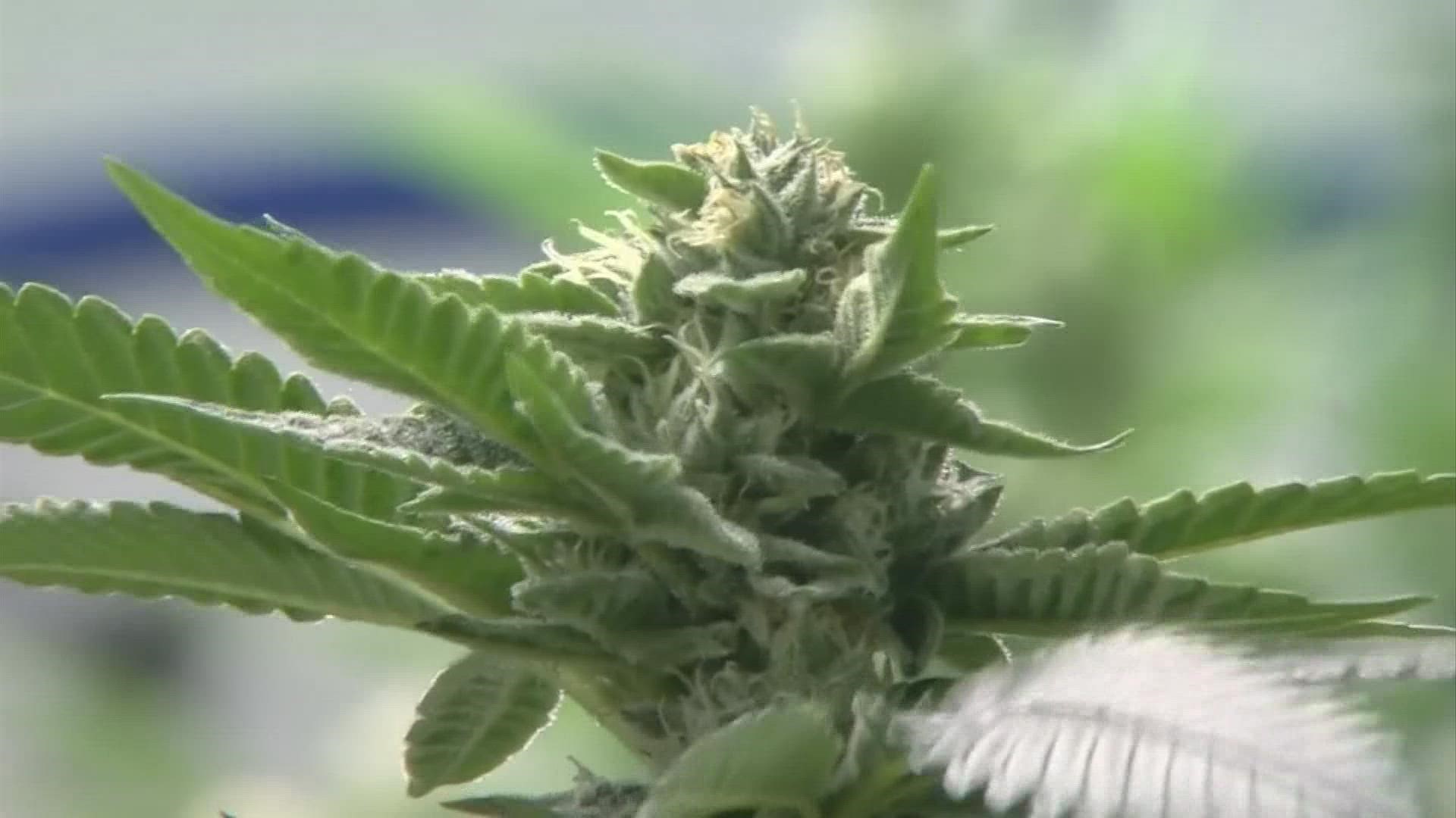 A bill is in the works that would allow recreational Marihuana use for people 21 and older.