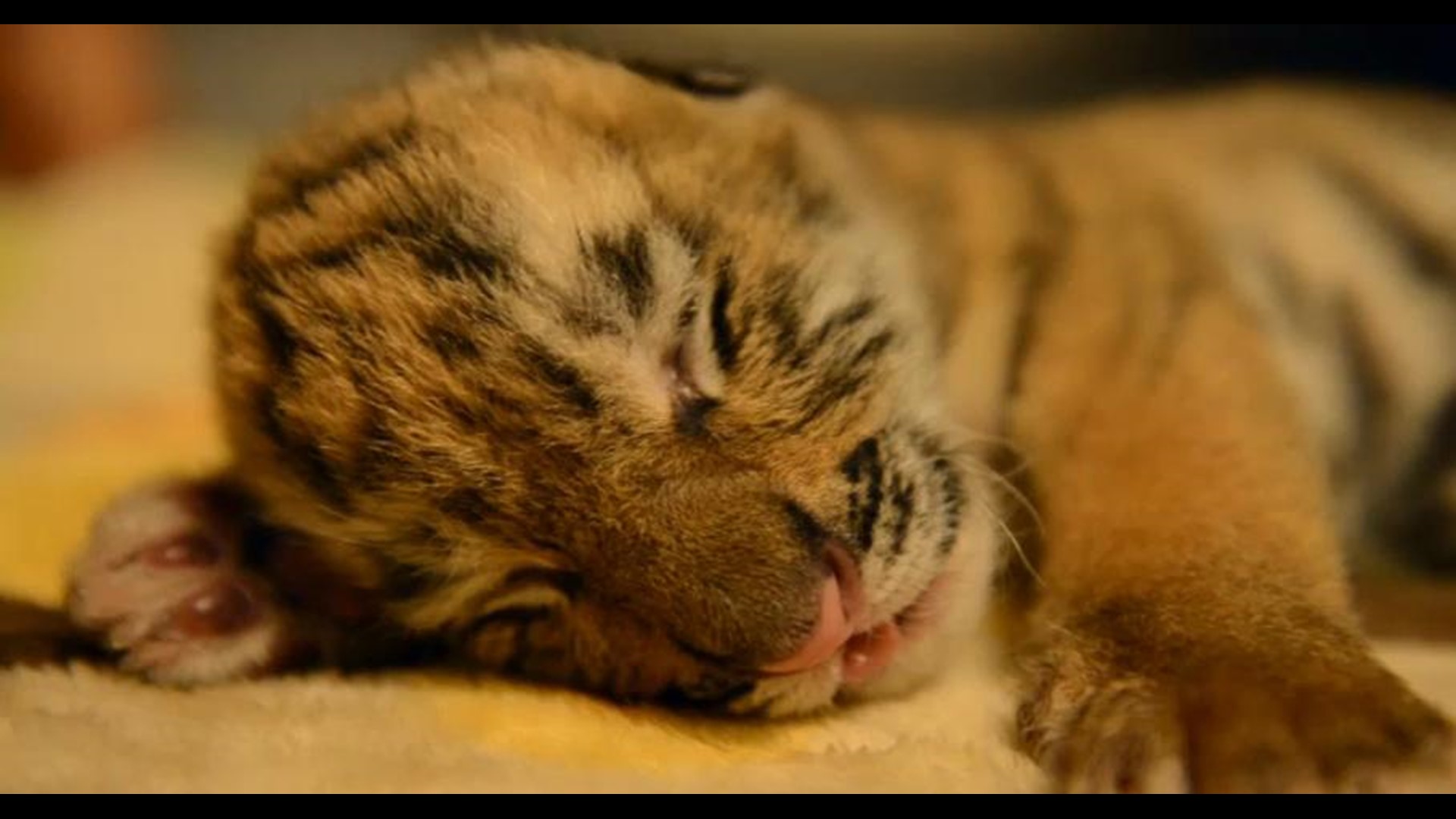Columbus Zoo Welcomes Birth Of Critically Endangered Tiger Cubs