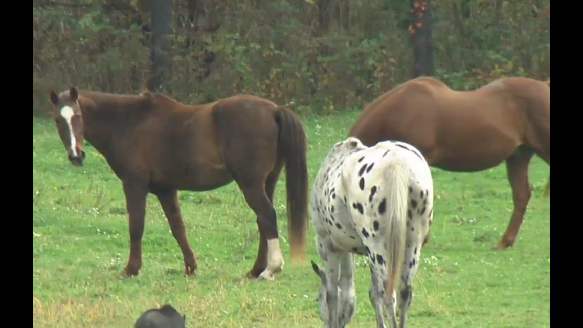 Marengo Sanctuary Gives Horses Second Chance