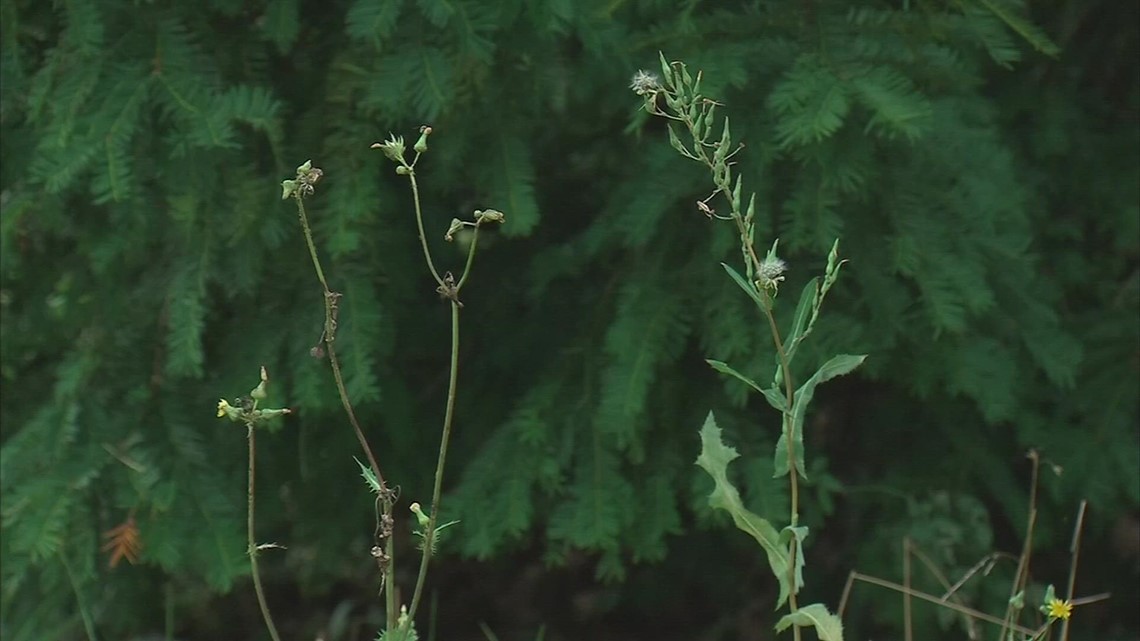 Spring allergy season could be getting longer - Vimarsana News