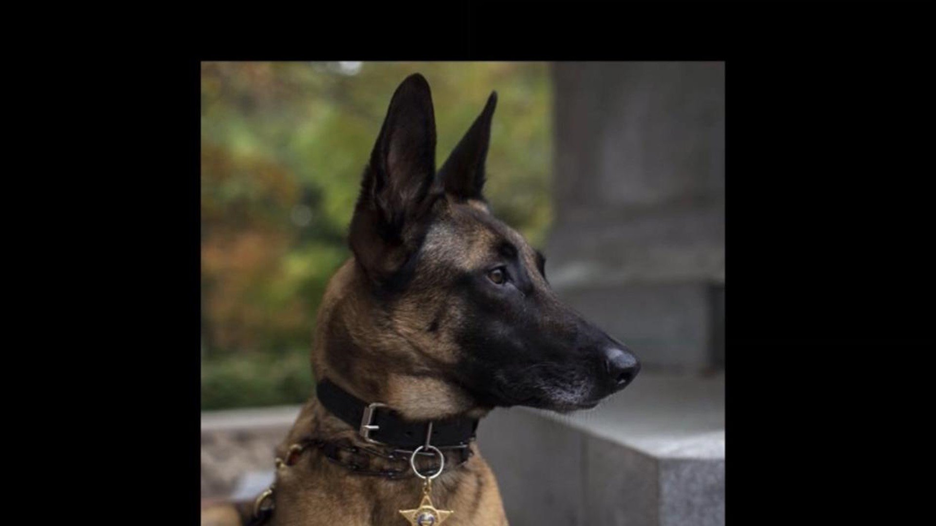 Athens County Sheriff's Office Mourns Beloved K9 Killed In House Fire