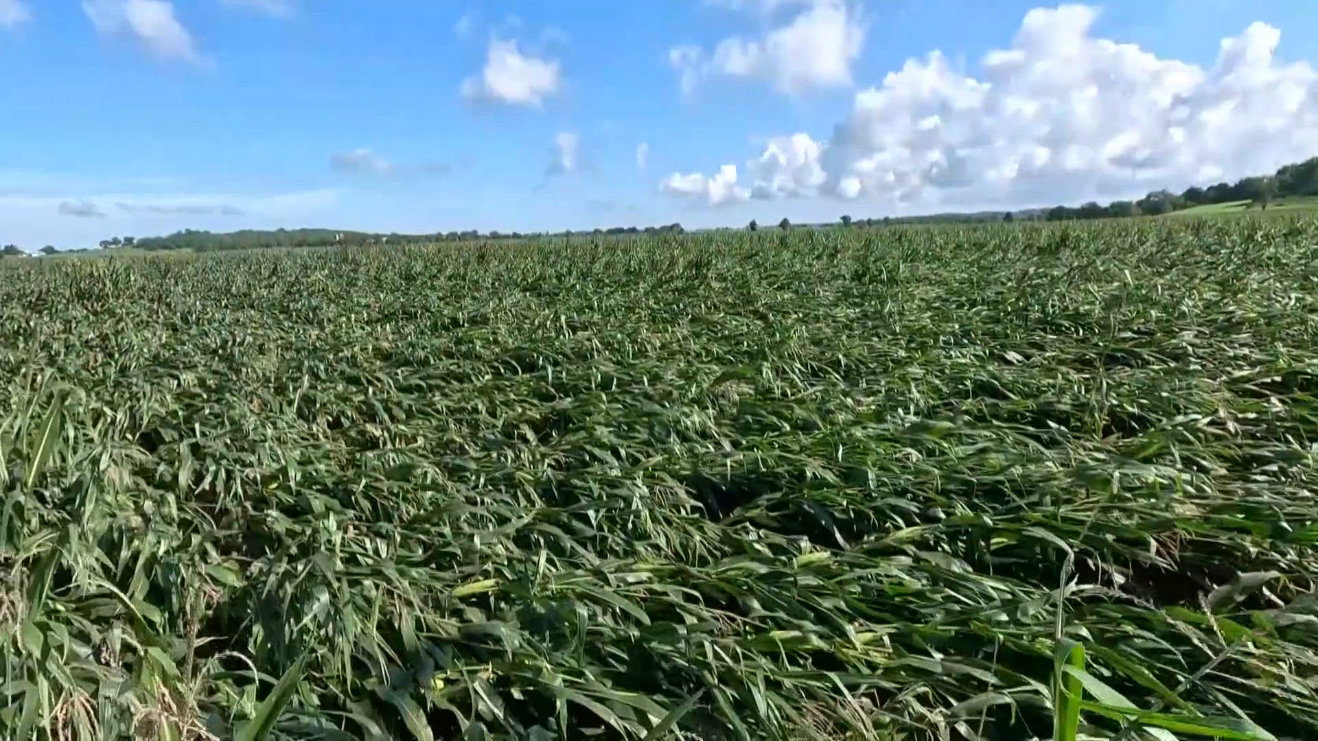 Recent storms damage central Ohio corn crops | 10tv.com