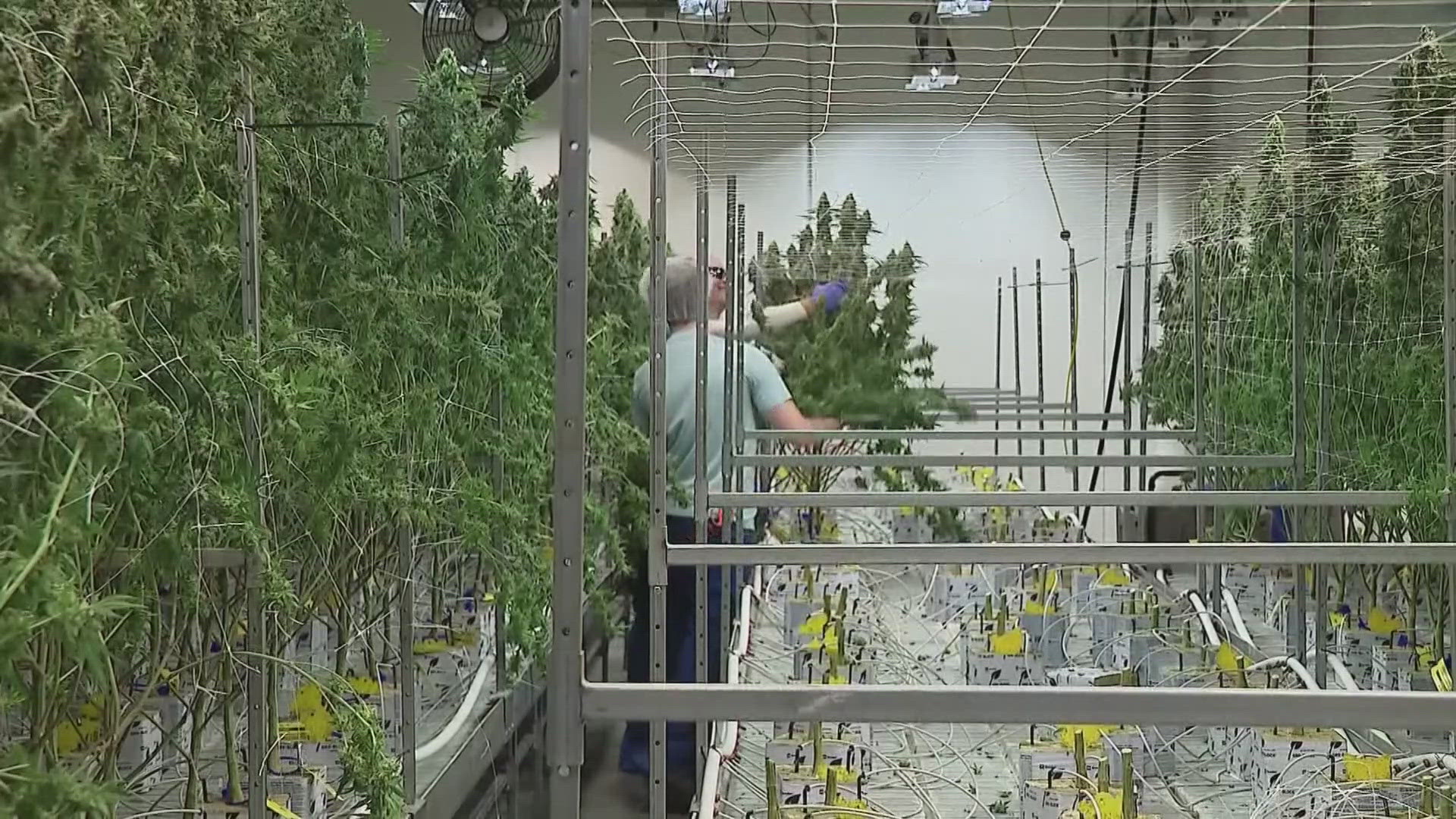 10tv.com - Jay Plyburn - Confusion over Ohio cannabis law continues after judge temporarily blocks parts of SB 56