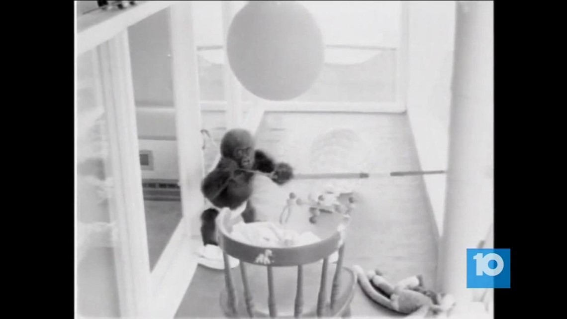 Colo the gorilla through the years | 10tv.com