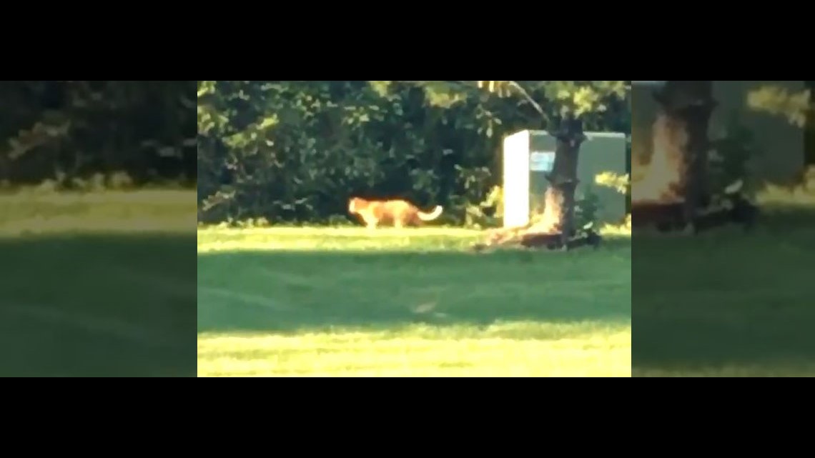 ODNR Large cat spotted in Powell fits description of missing pet