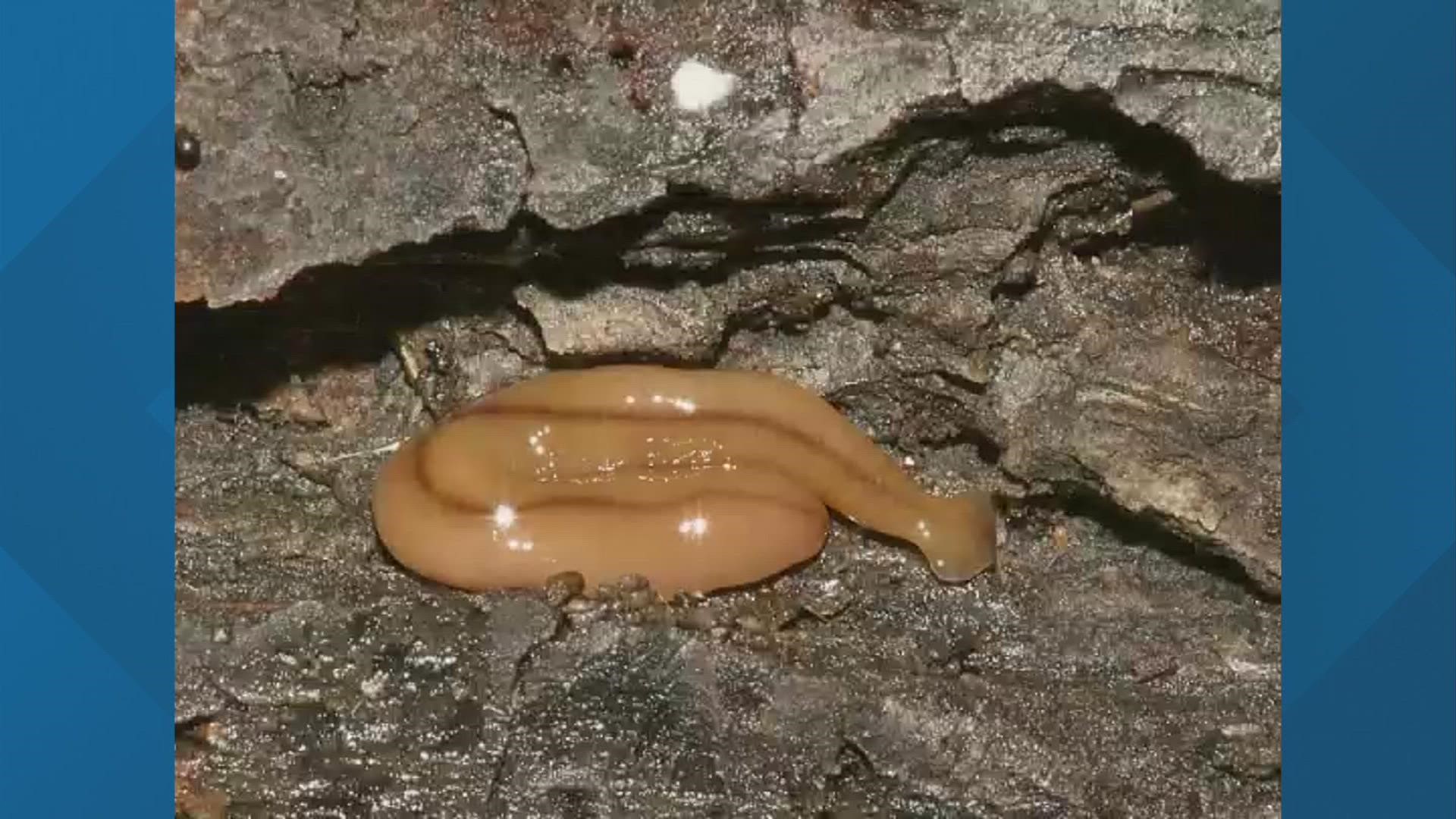 Reports of Hammerhead Flatworms have been spotted across Central Ohio.