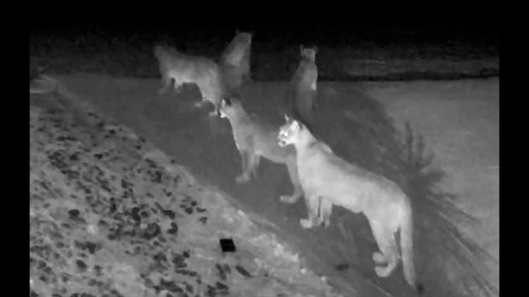 The mystery of mountain lions (Chasing Ghosts) — High Country News – Know  the West