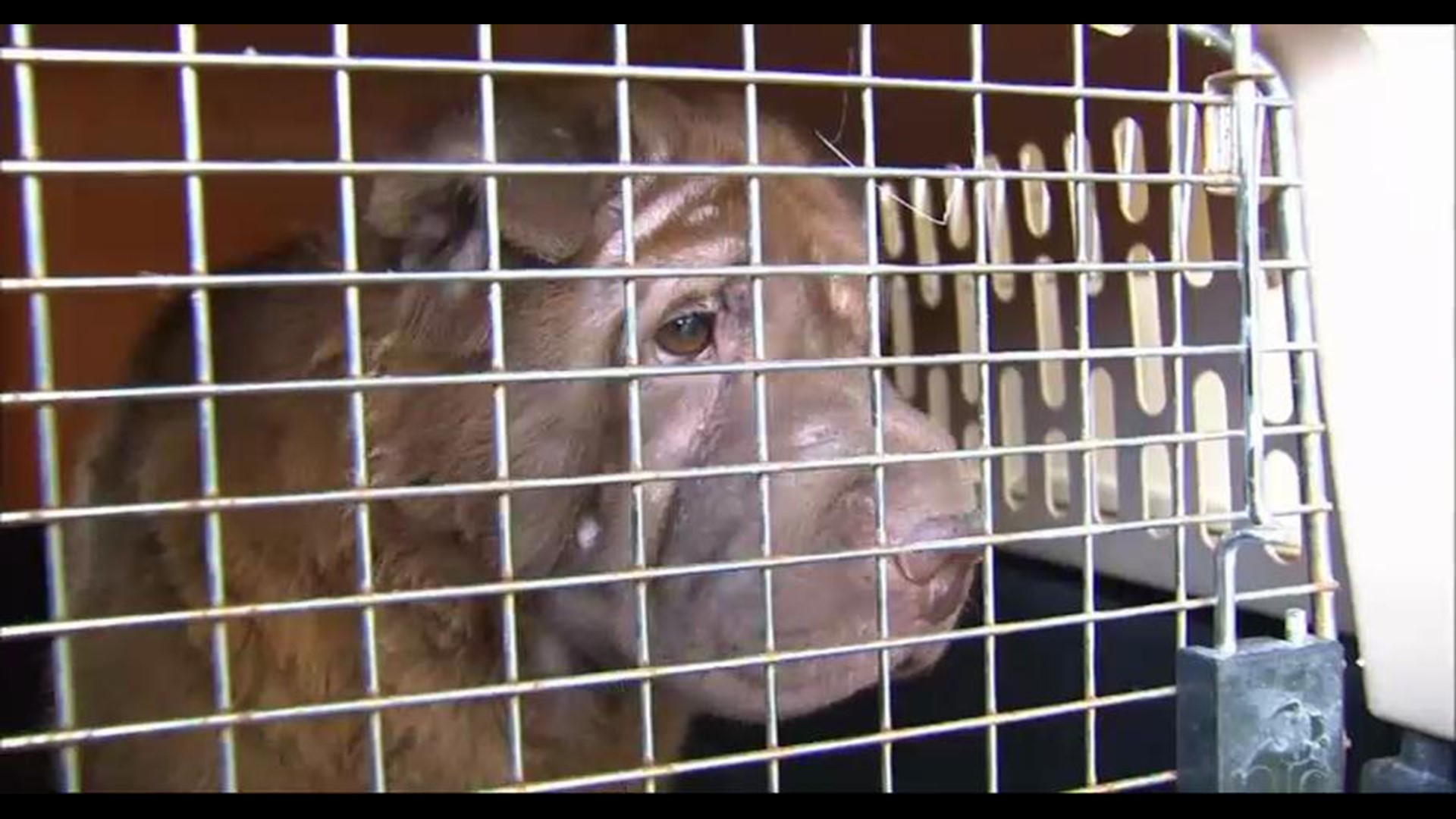 More Than 300 Dogs Rescued From Alleged Breeder Turned Puppy Hoarder