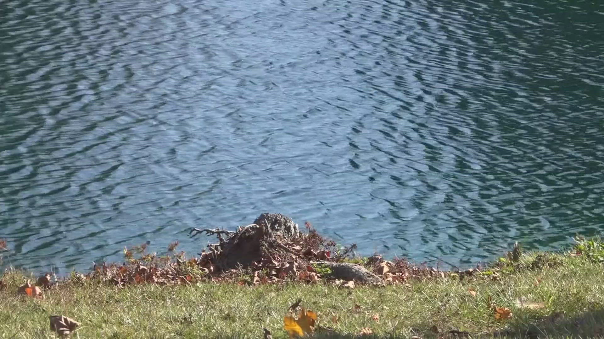 New legislation, if passed, would create a process to identify ponds near multi-family properties. Owners would have to follow a number of safety guidelines. 