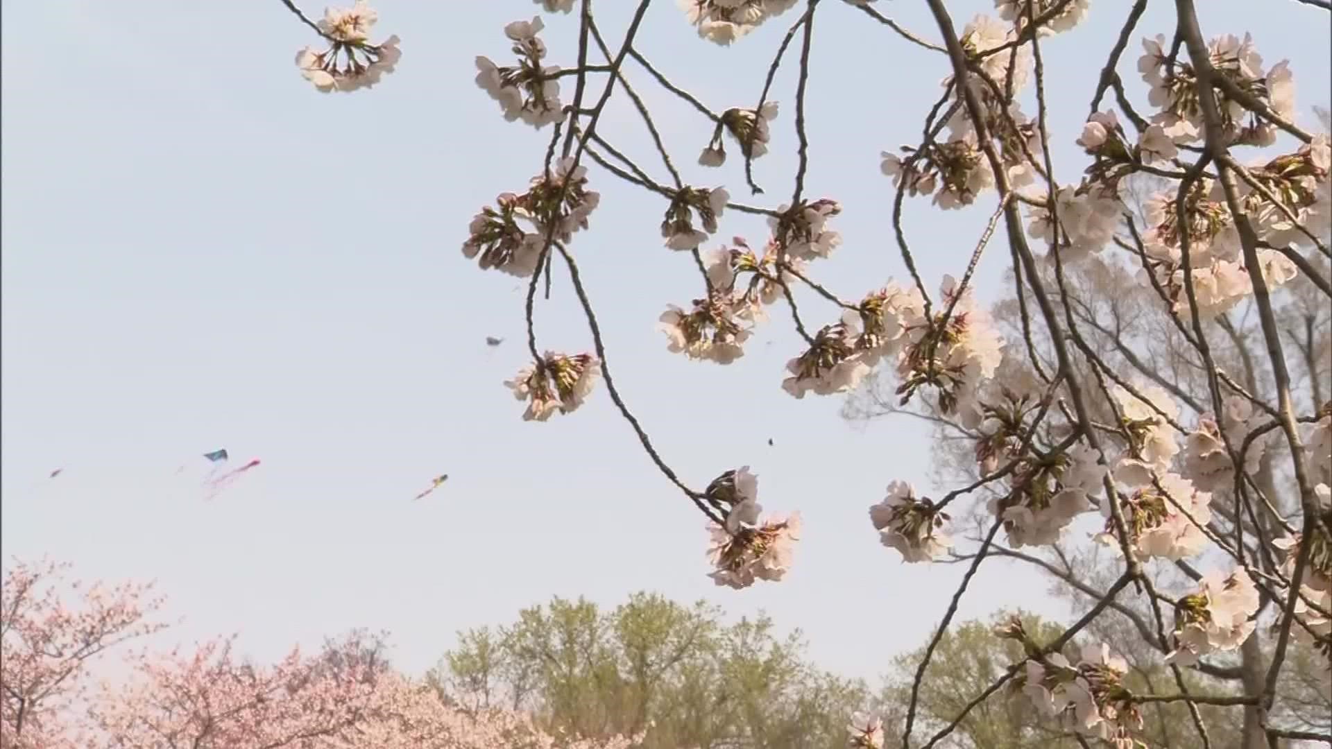 Firstever Cherry Blossom Festival coming to Columbus