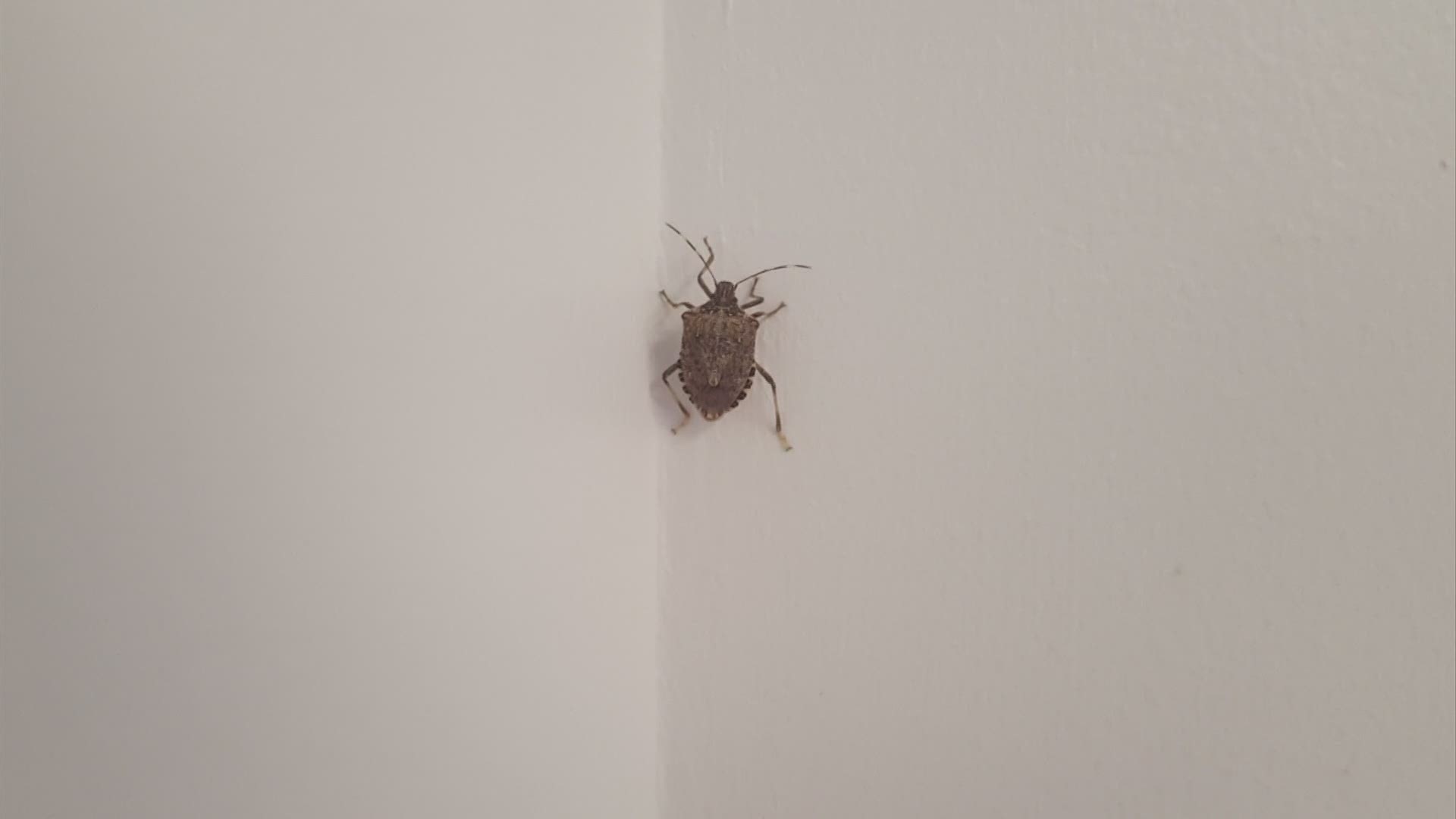 While we don't see bugs in the winter months very often, we can see them more often inside our homes.