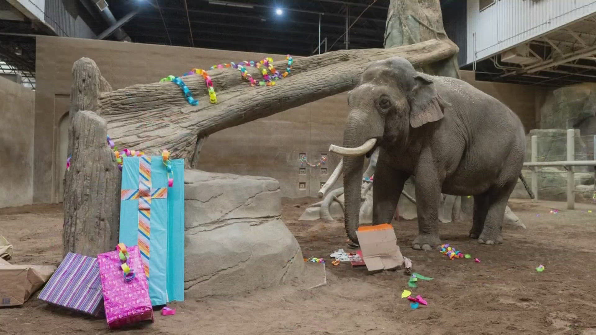 ​In honor of Connie's upcoming 50th birthday and the elephant's departure, the zoo held a special celebration on Saturday.