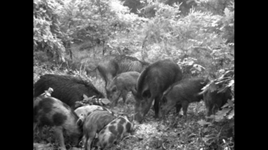 Wild Boars Invade Ohio, Destroy Crops