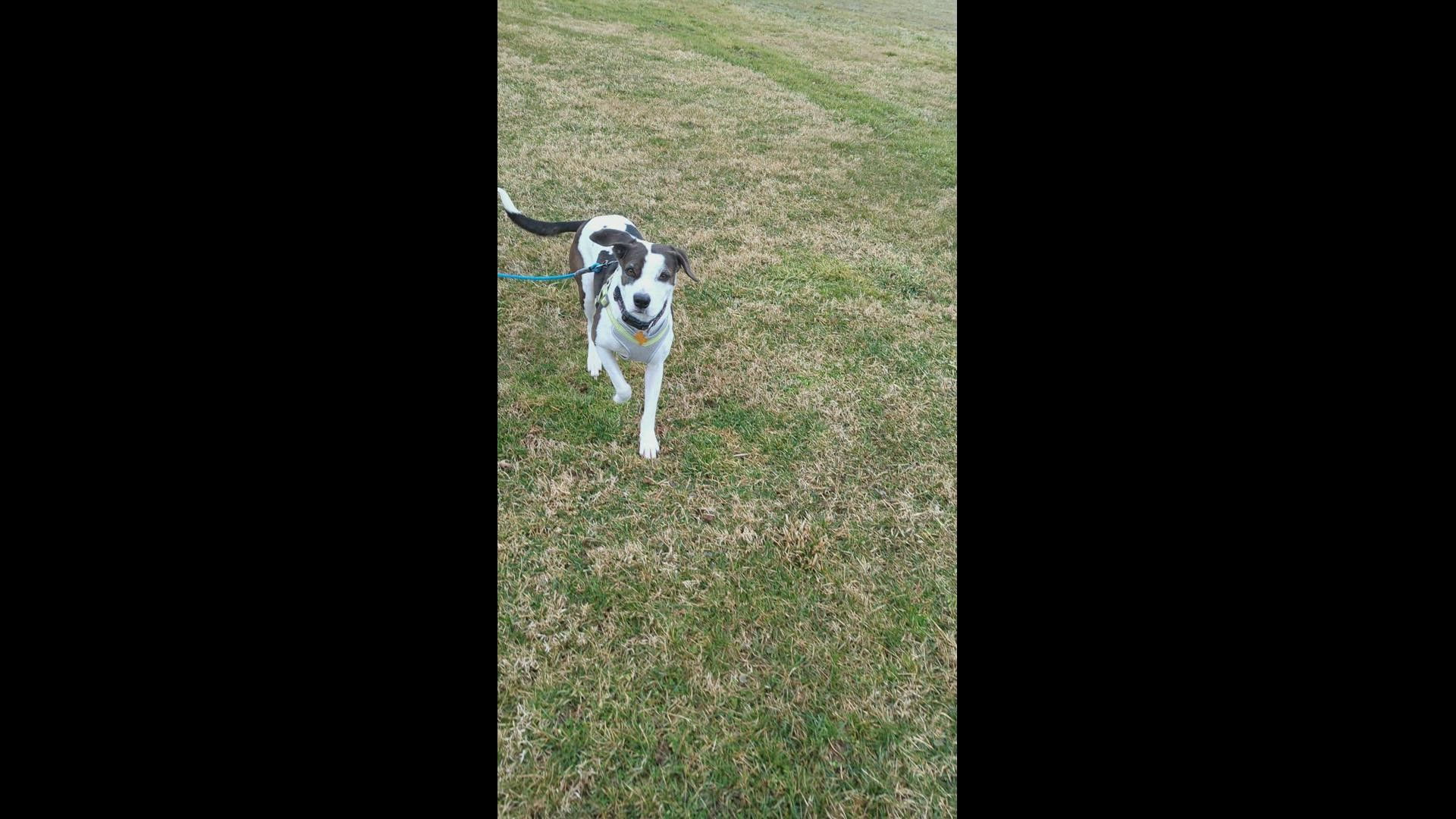 Camry loves her daily walks... Well, runs actually!
Credit: Julye Shore