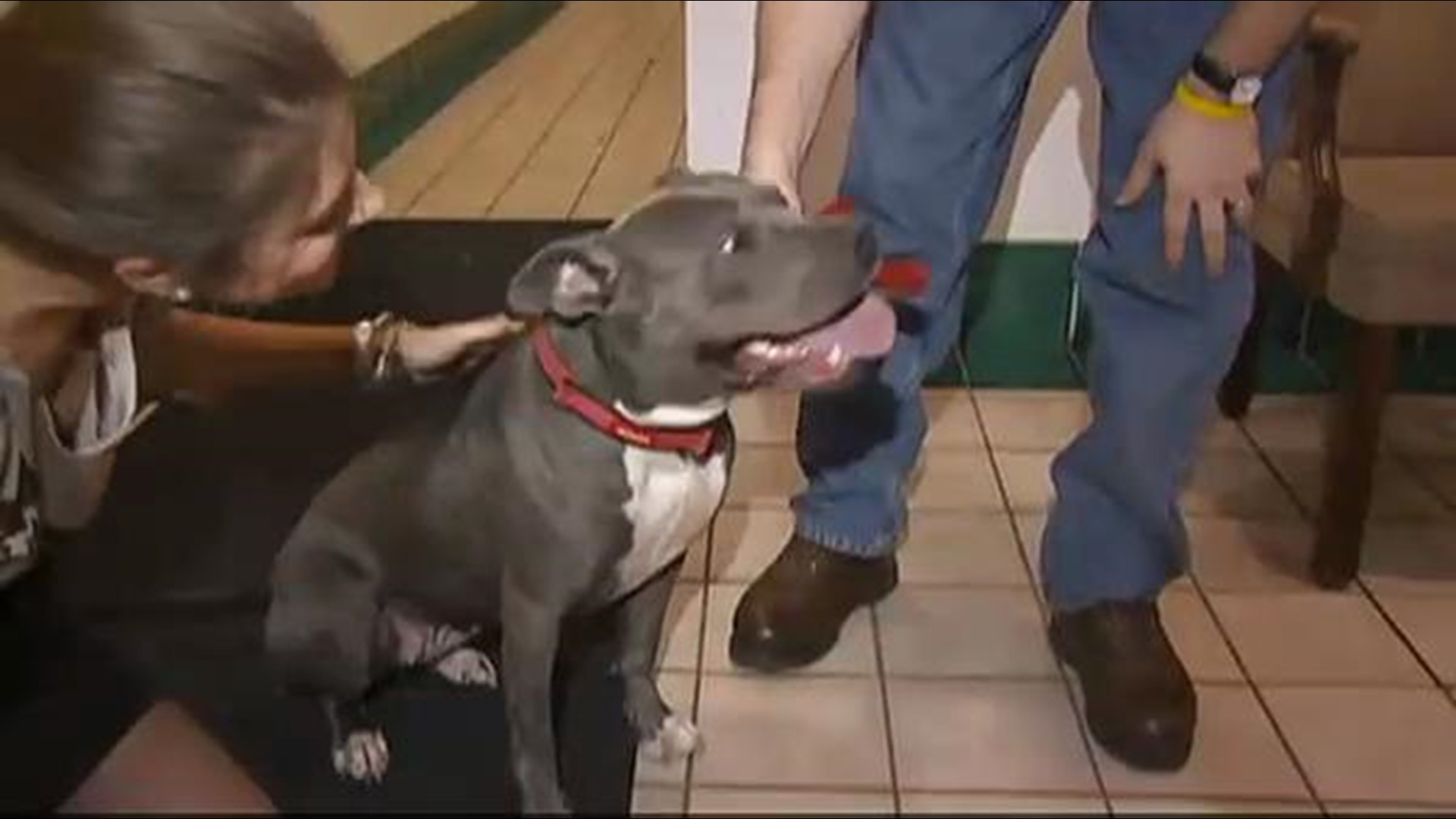 Law Could Remove Pit Bulls From Ohio's 'Vicious Dogs' List