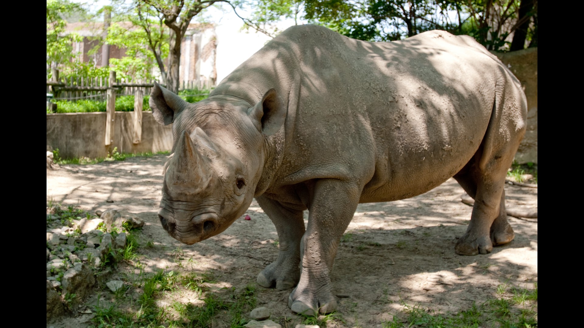 Columbus Zoo Rhino Dies After 2Day Battle With Illness