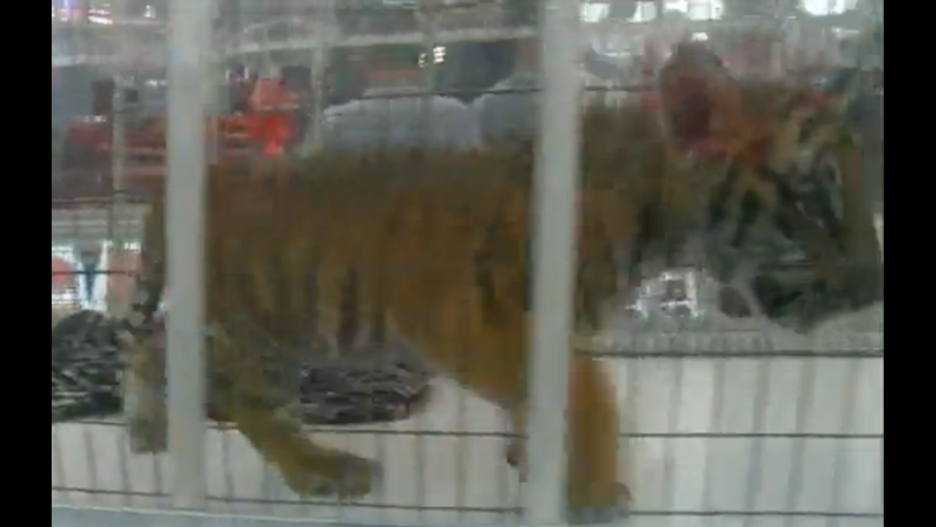 Ohio Reviewing Massillon's Use Of Tiger Cub Mascot
