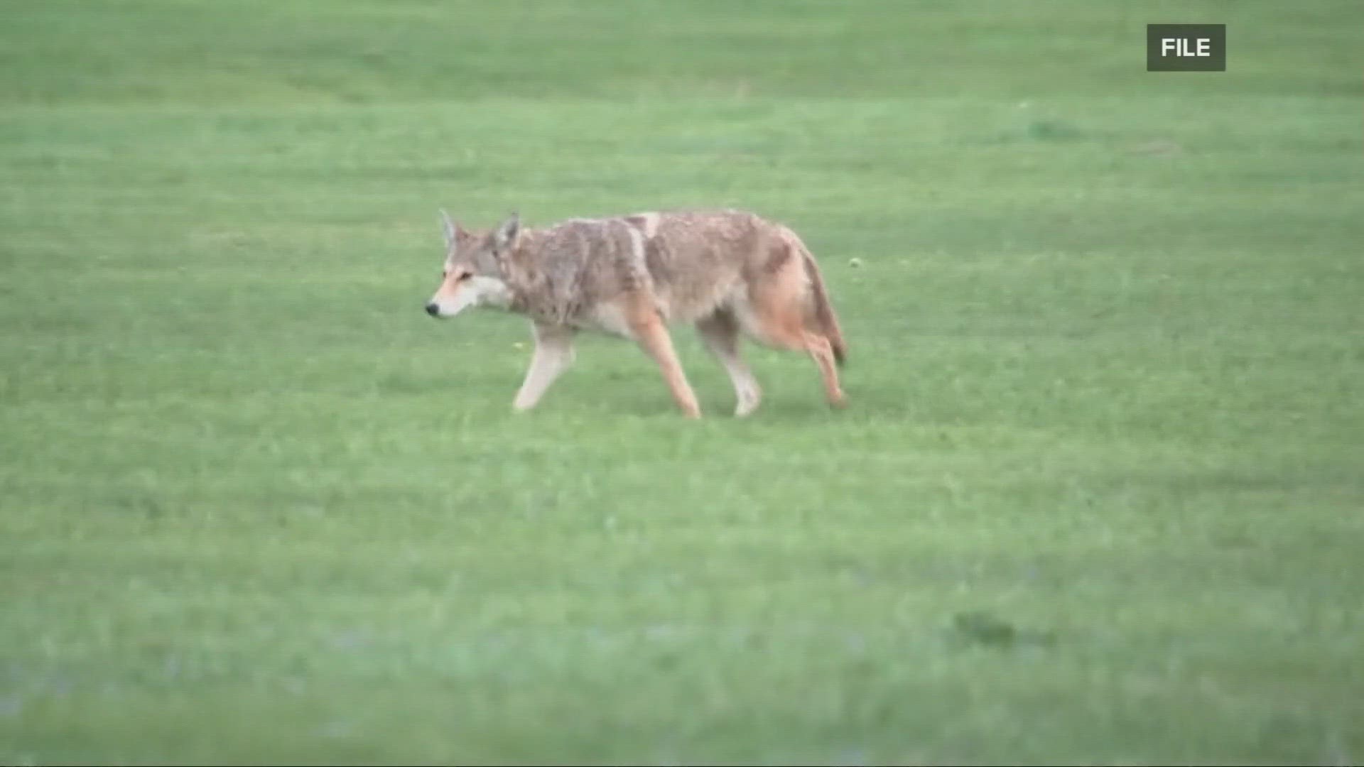 Franklin County State Wildlife Officer Brad Kiger said he has only heard of two coyote attacks in the last 23 years.