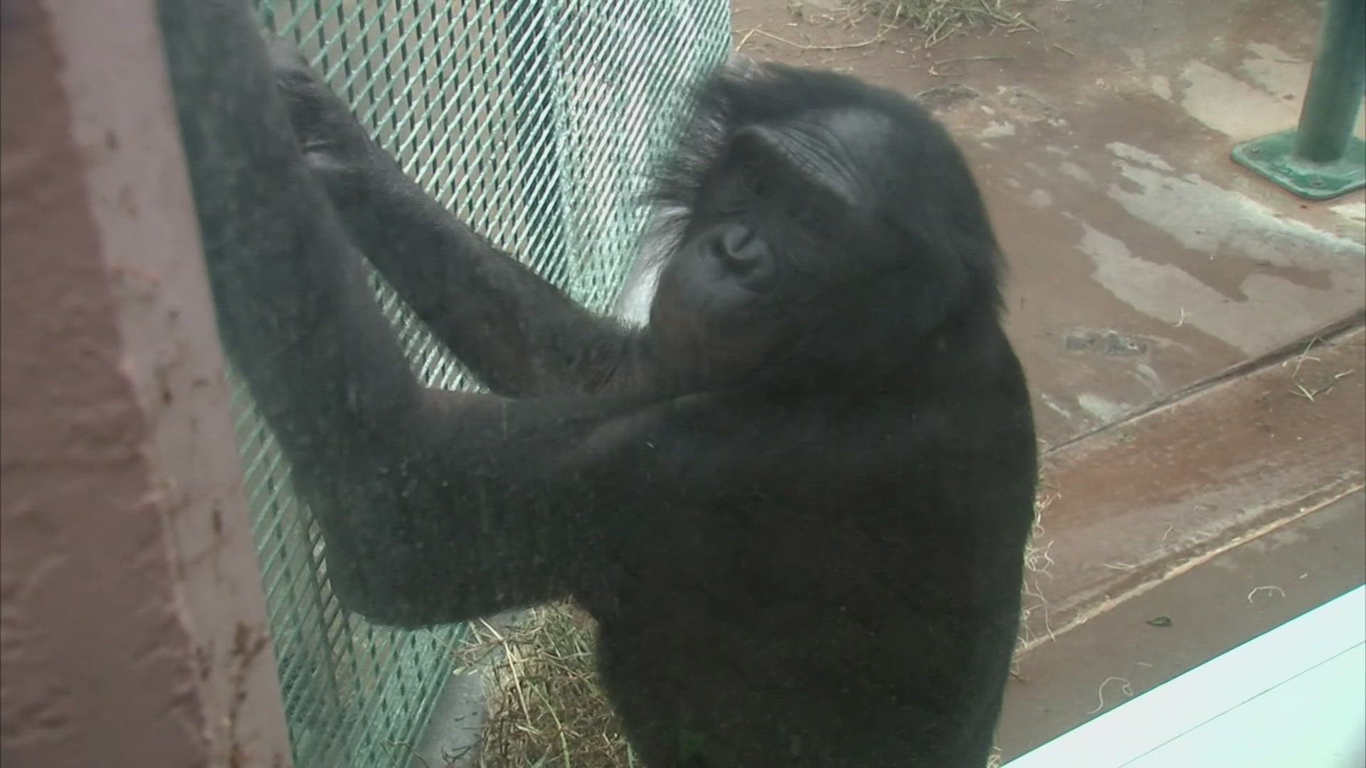 The exhibit is open to the public at the Columbus Zoo & Aquarium.