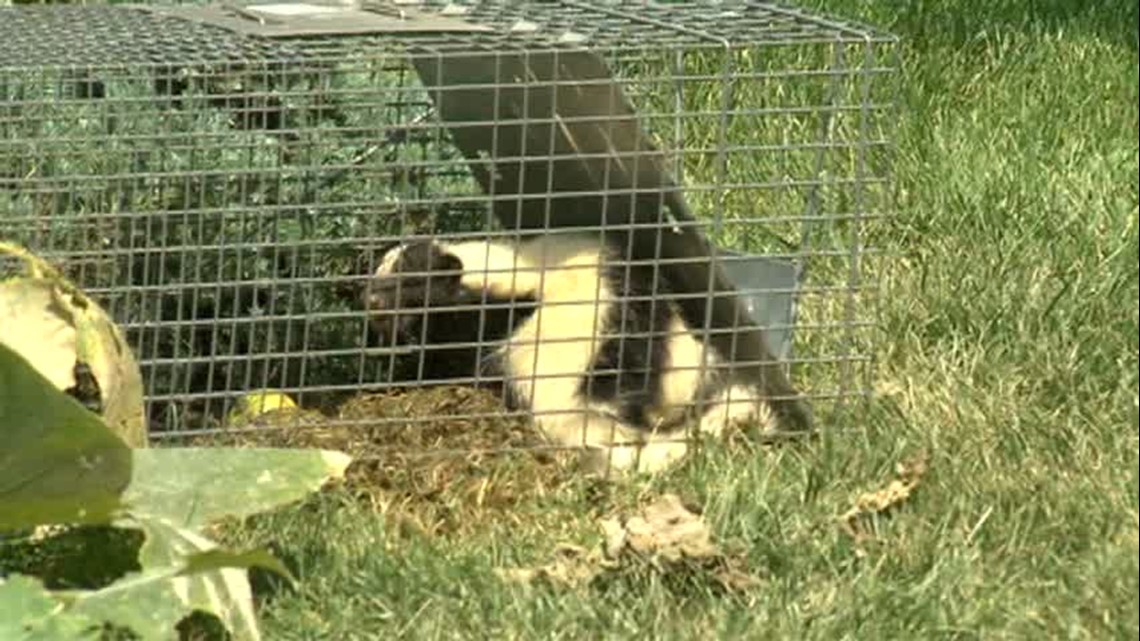 Wildlife Experts Say Skunk Population Is Up | 10tv.com
