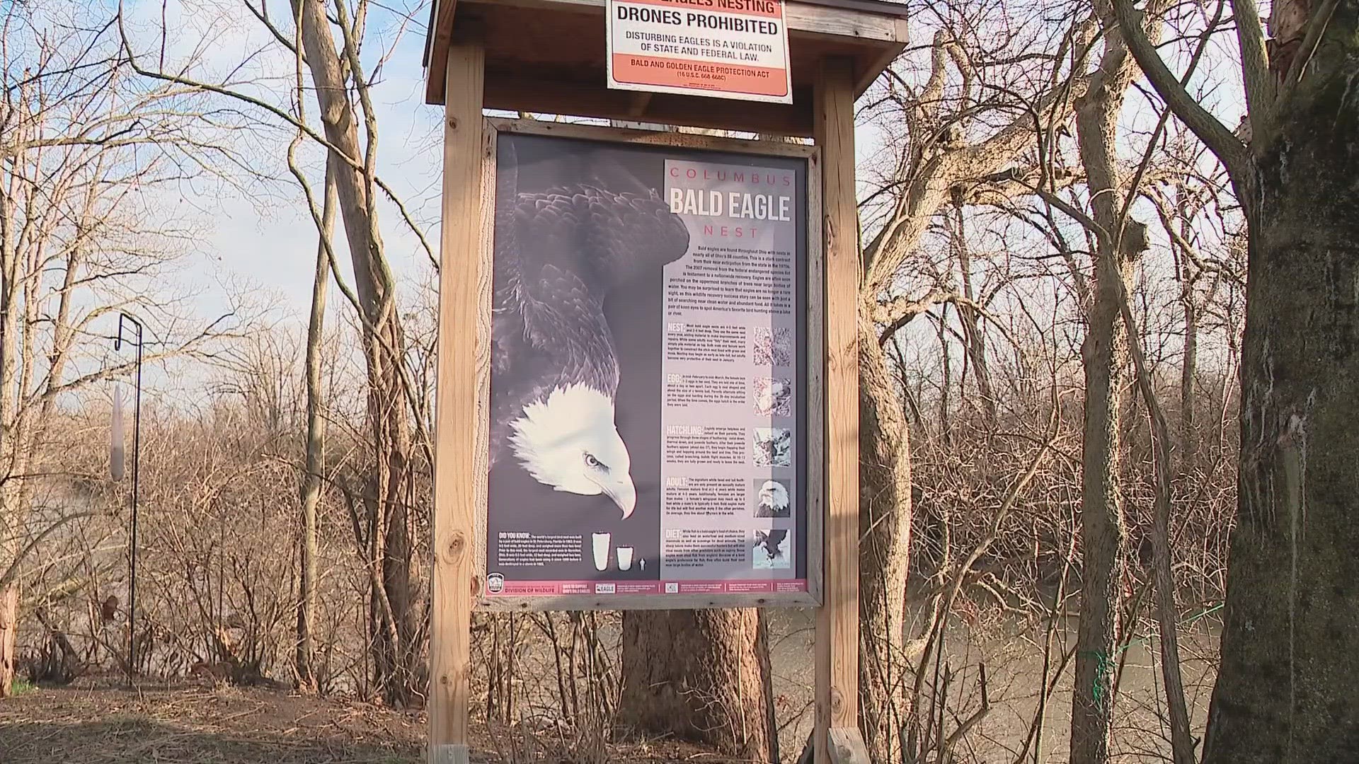 Apollo and Annie have been nesting near Dublin Road for six years but bird watchers say one of them has been missing since Monday.