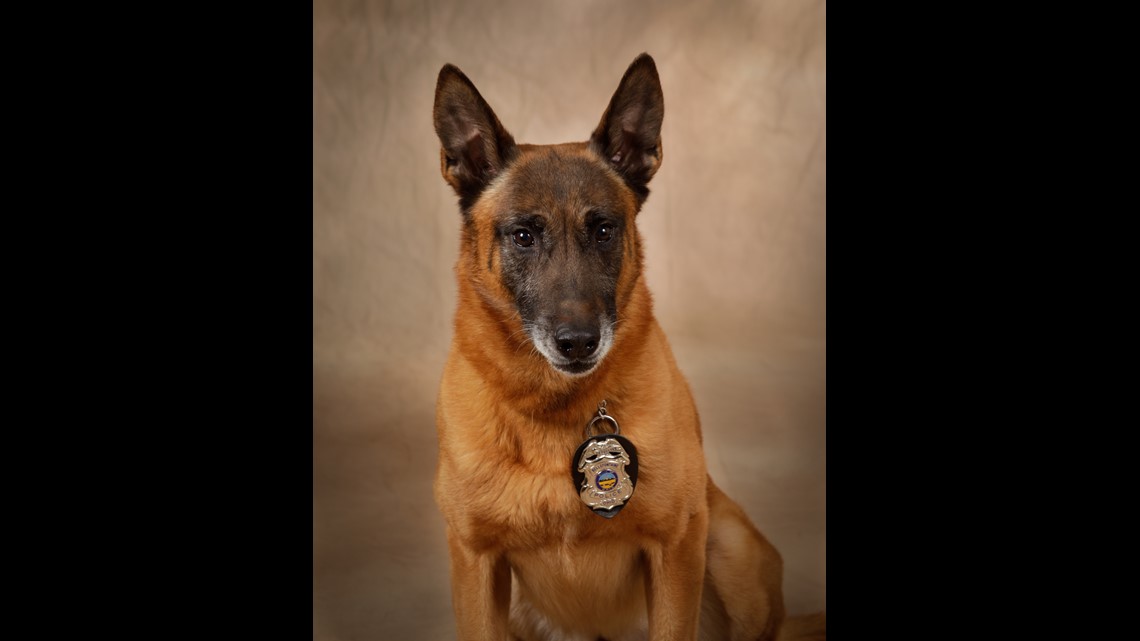 Bellefontaine Police Dog Succumbs To Illness | 10tv.com