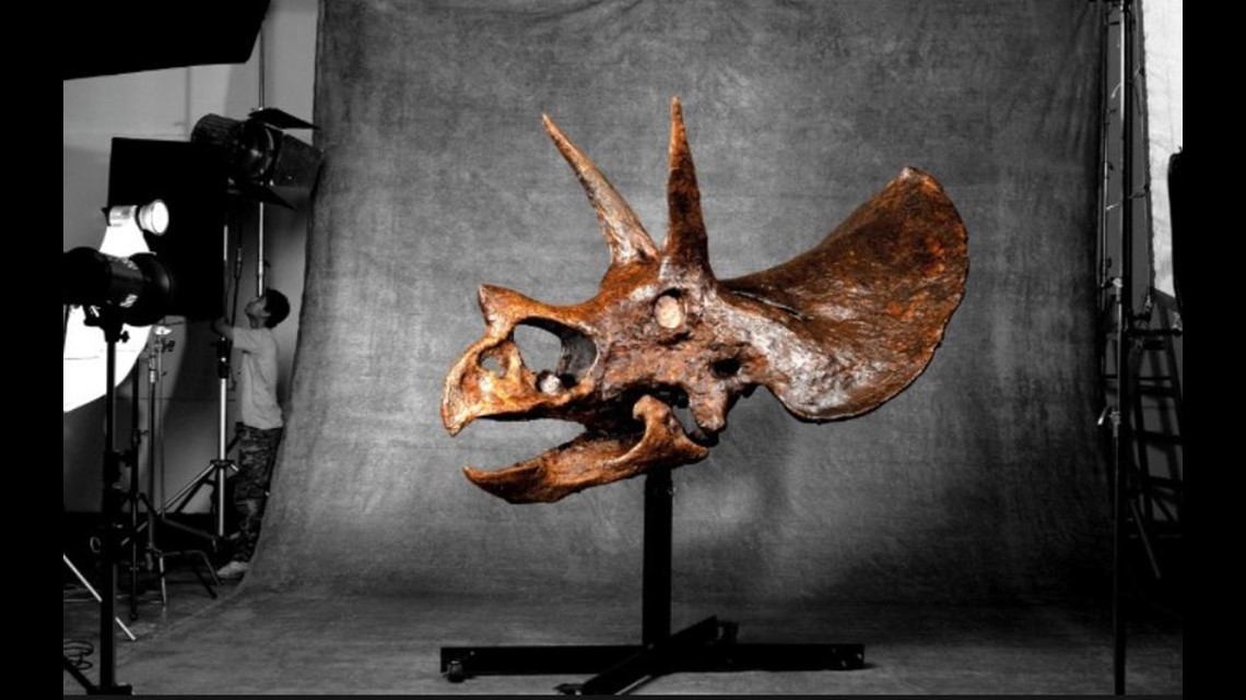 Triceratops skull 2024 price