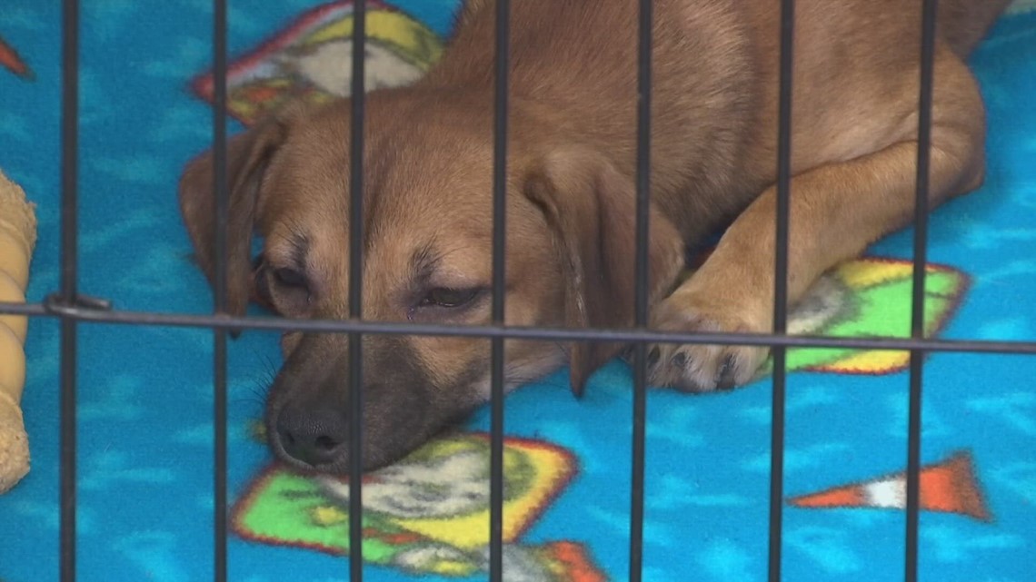 Housing crisis contributing to rise in shelter dogs across Ohio | 10tv.com