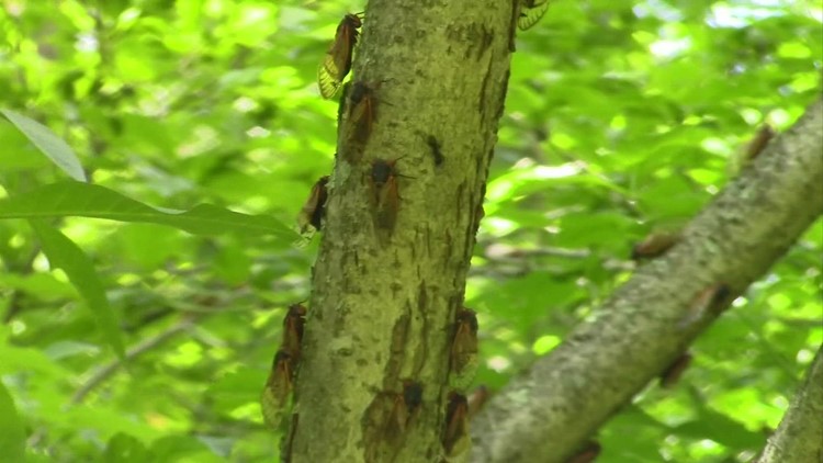 Impacts from Brood X cicadas 1 year later
