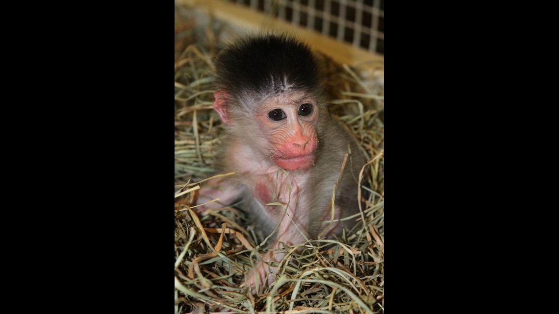 New baby mandrill born earlier this month at Columbus Zoo and Aquarium