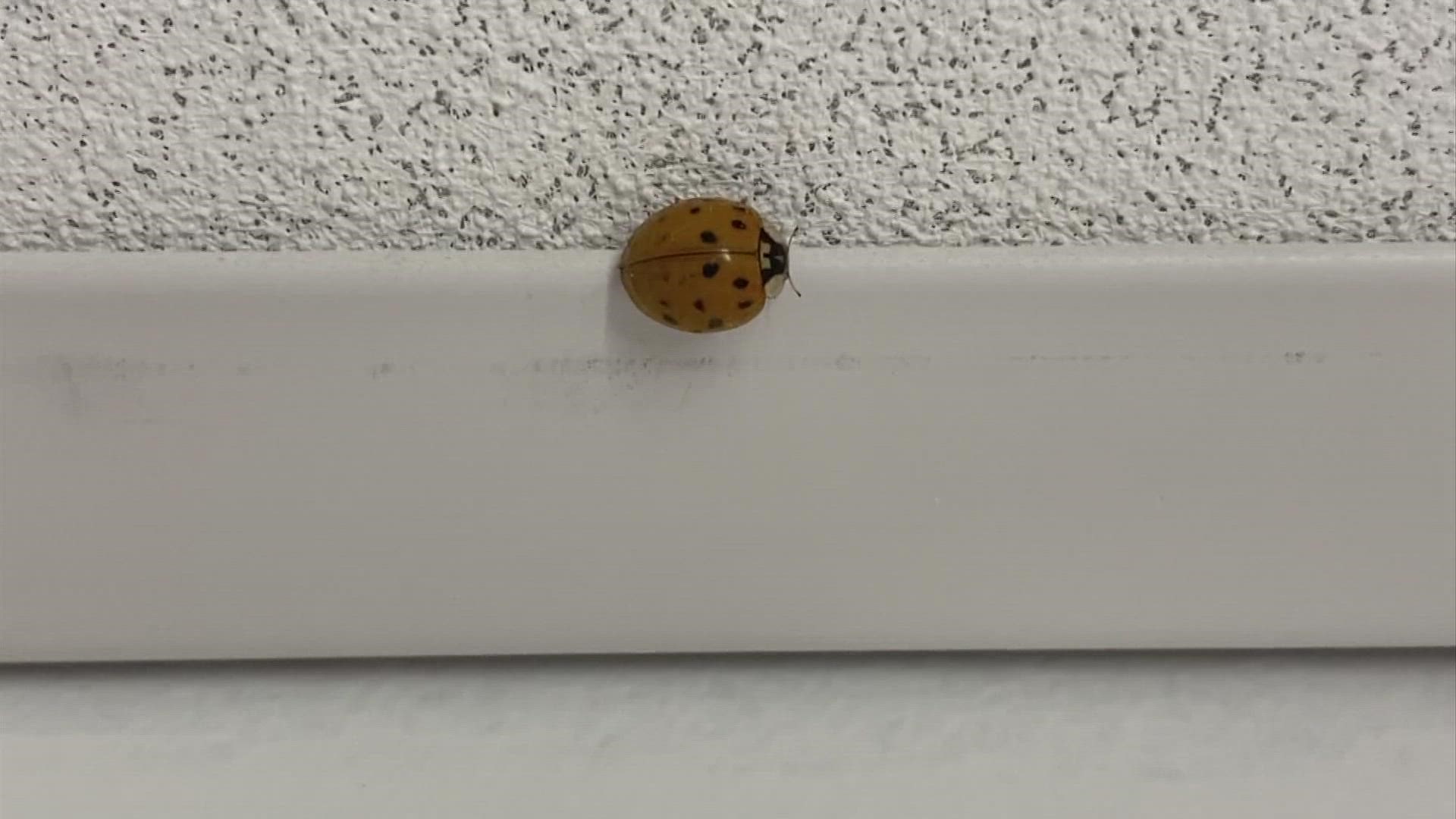 Entomologists have noticed more ladybugs this year as they start to sneak into our homes.