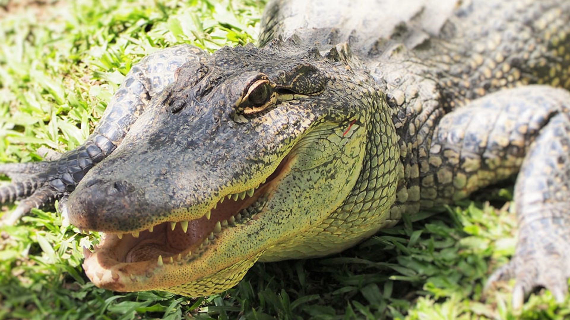 Crocodile eats small dog after years of torment