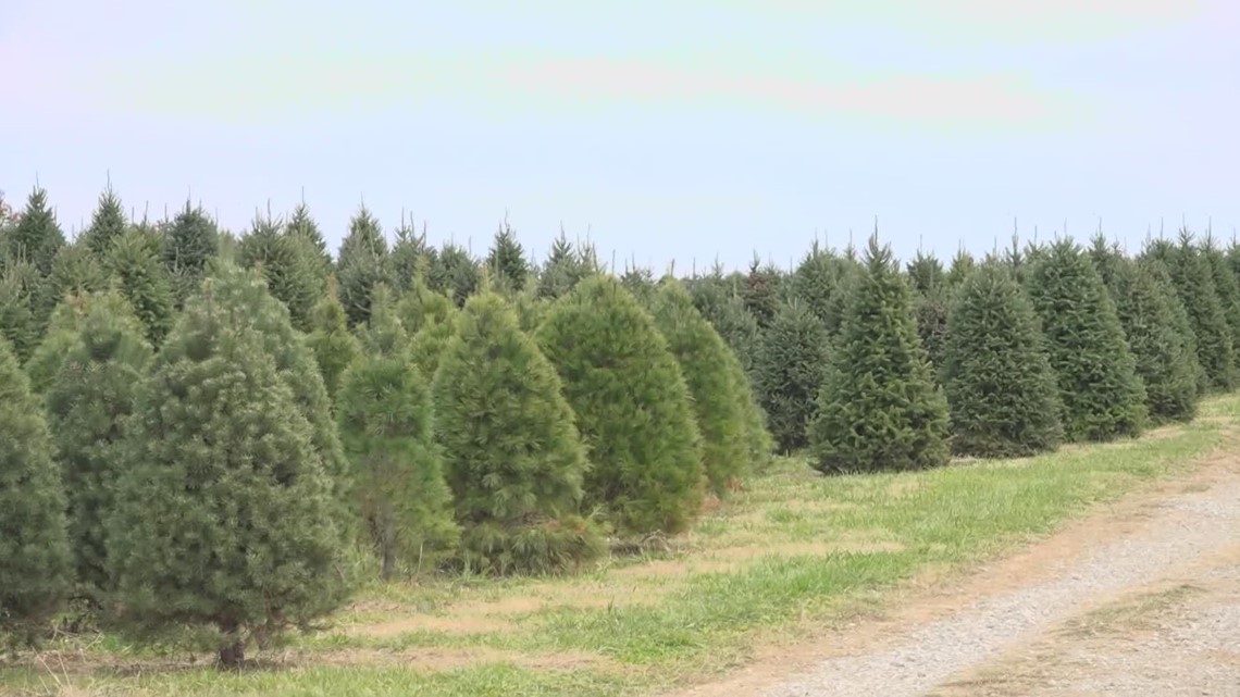 Christmas tree farm in Licking County reopens after fire