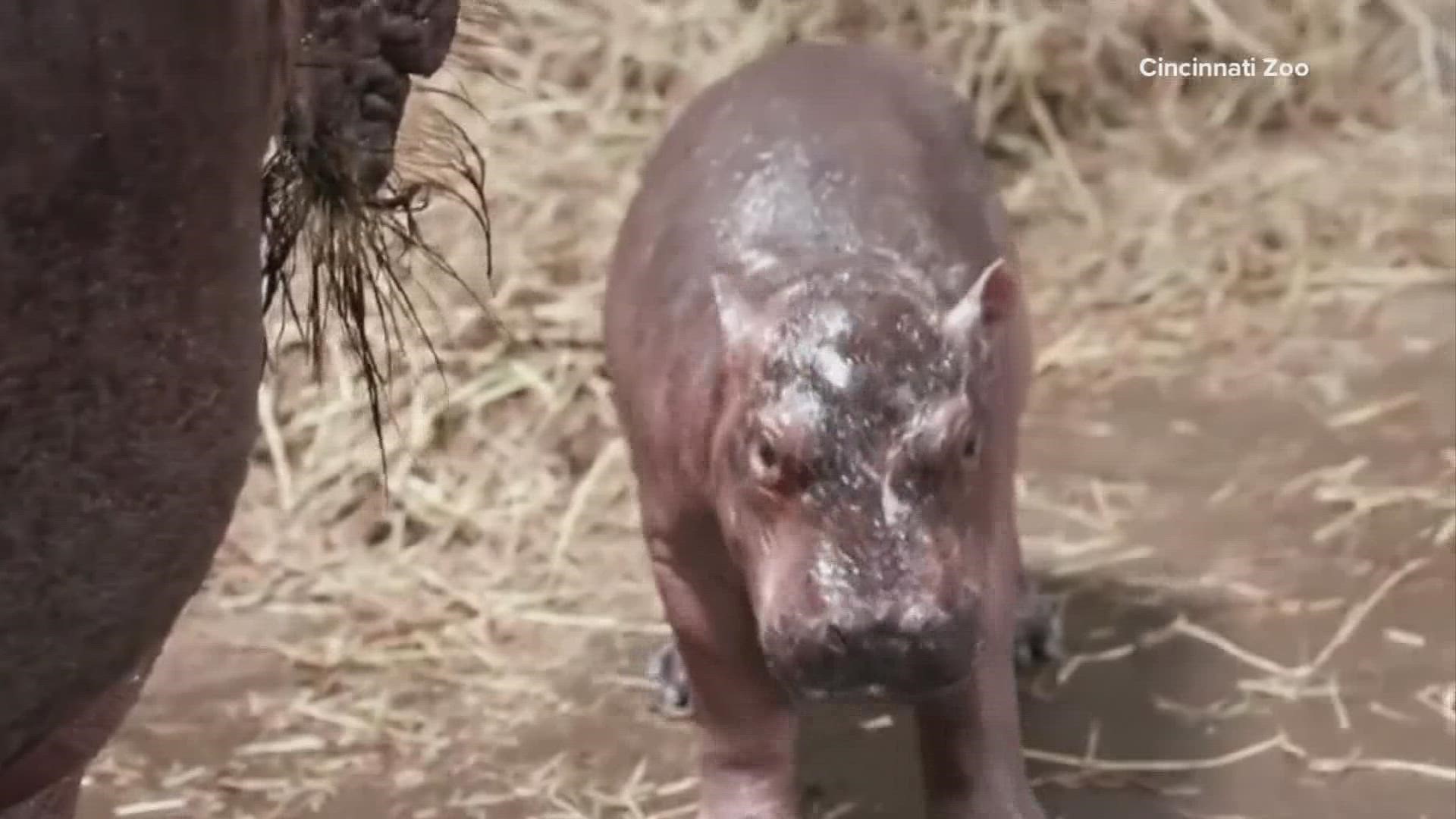 Cincinnati Zoo's welcomes a new baby boy hippo | 10tv.com