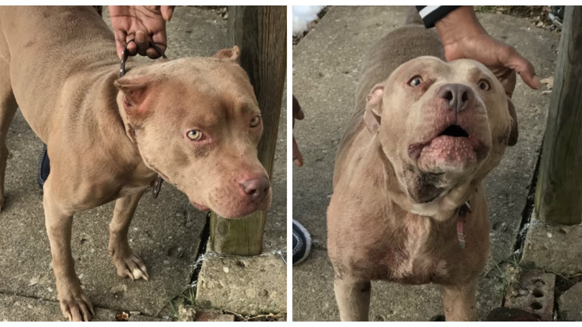 hollingsworth pitbulls