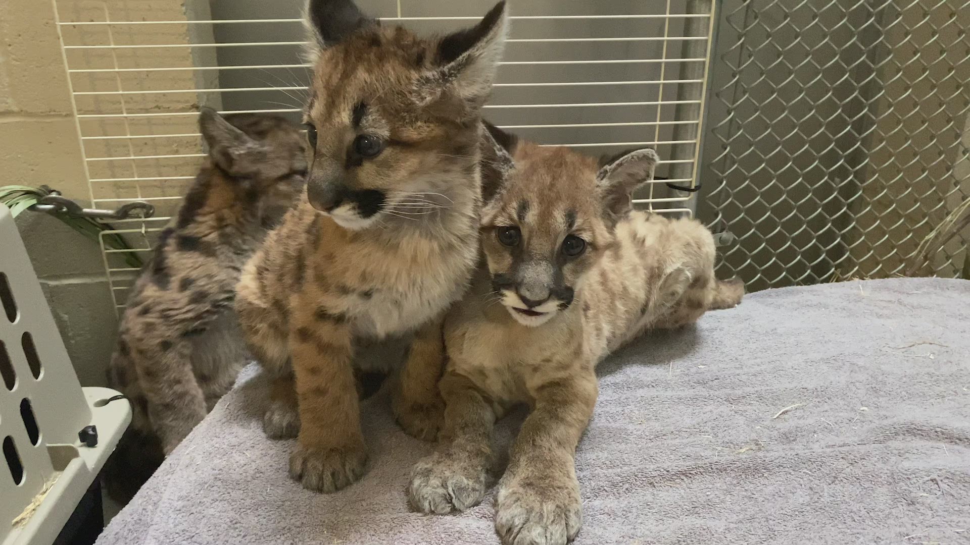 Captain Cal and two sister cubs, unrelated to the male cub, will be arriving in the coming weeks from the Oakland Zoo.