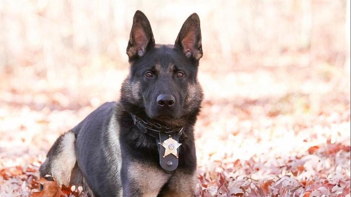 Licking County Sheriff's Office K-9 dies after being hit by vehicle ...