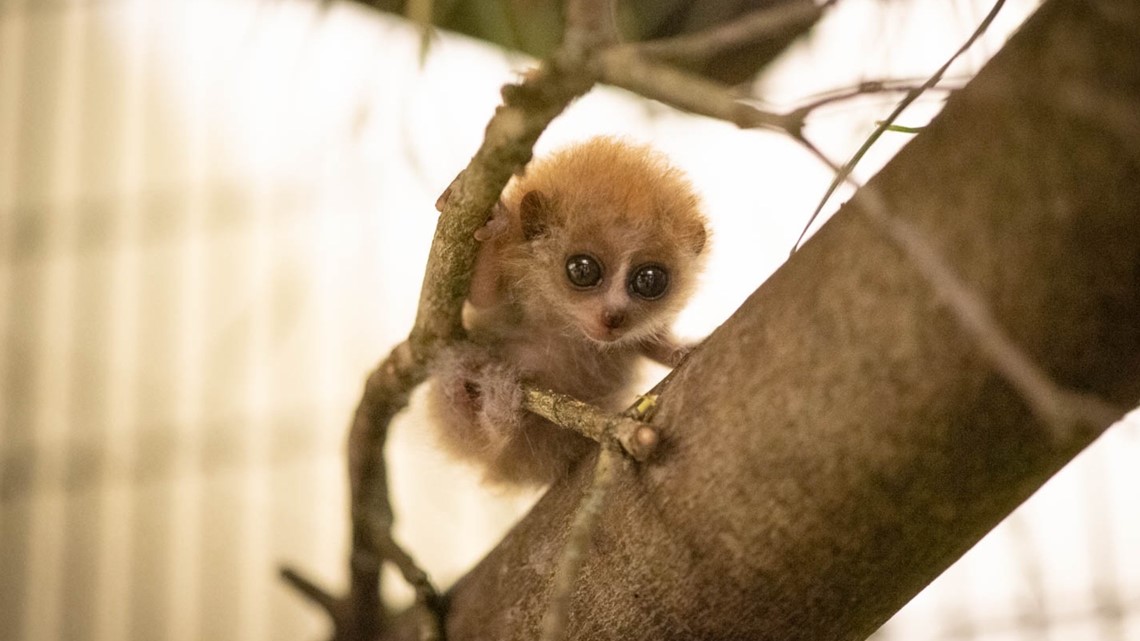 Columbus Zoo announces birth of a pygmy slow loris | 10tv.com