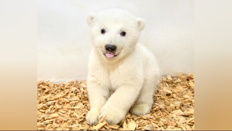 It's a girl! Berlin zoo's baby polar bear has 1st checkup