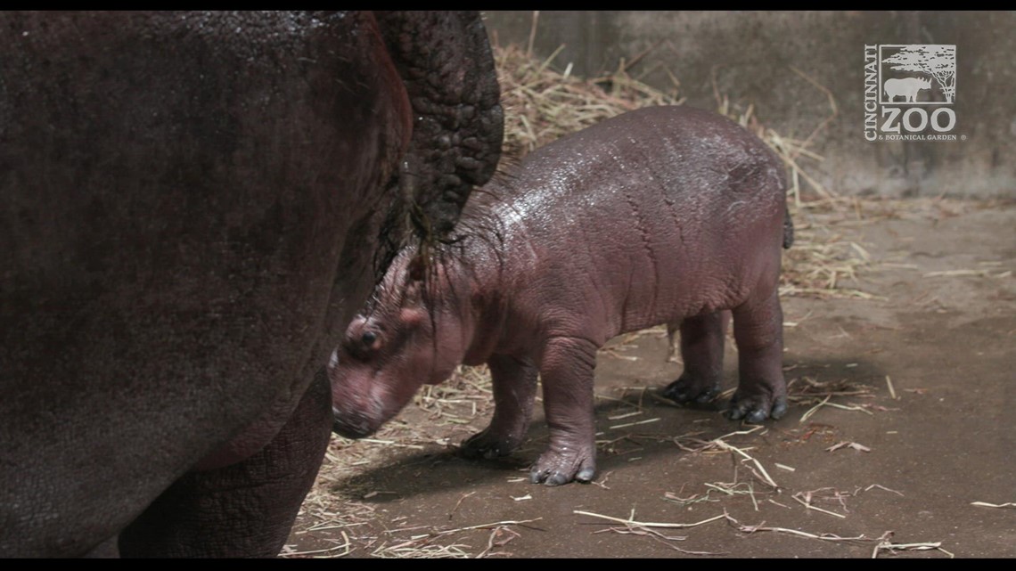 Meet Fiona's brother: Baby hippo born at Cincinnati Zoo