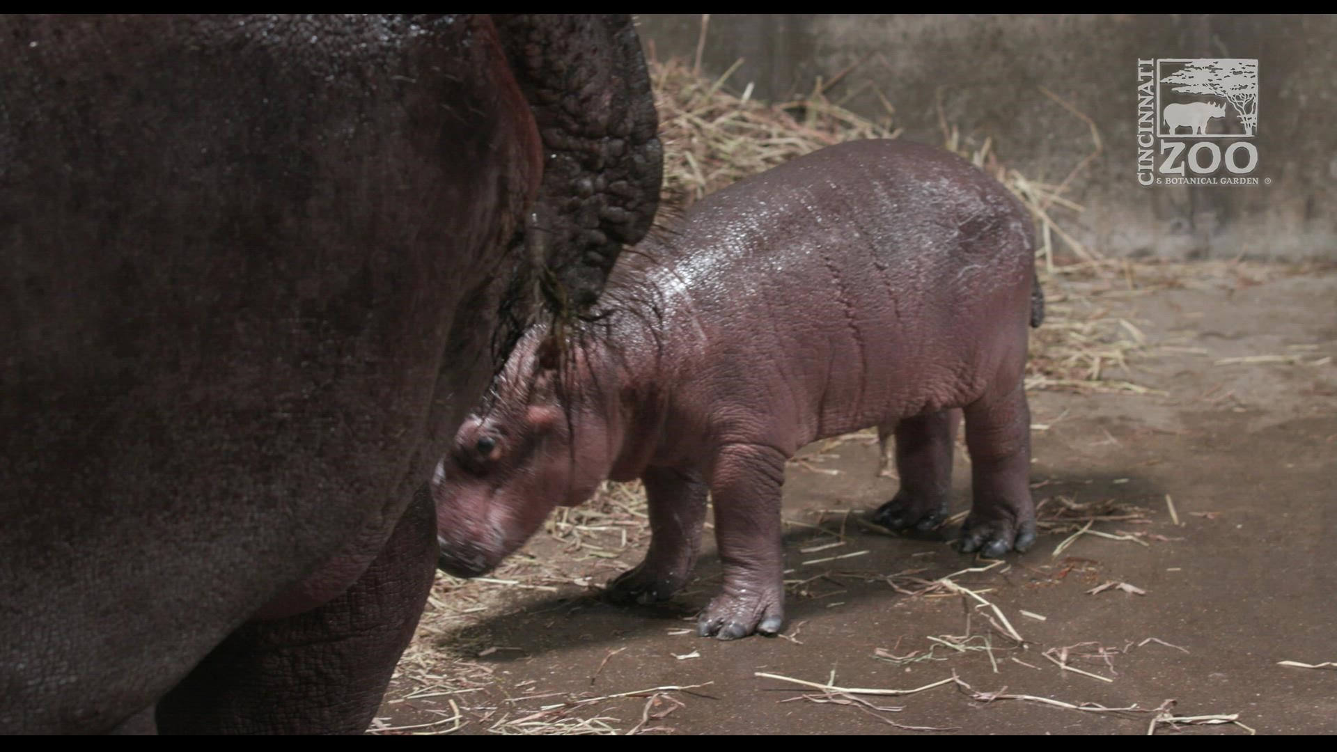 Cincinnati Zoo announces name of baby hippo 
