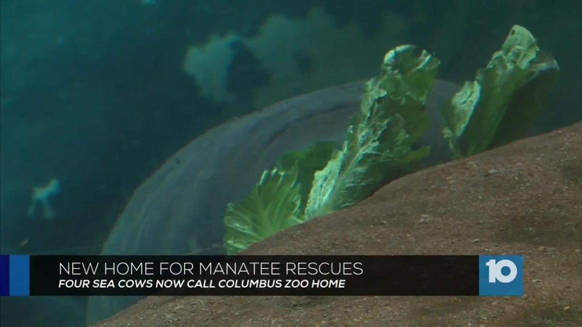 New Manatees At Columbus Zoo